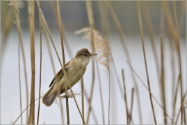 <p>RÁKOSNÍK VELKÝ (Acrocephalus arundinaceus) - Českolipsko --- /Great reed warbler – Drosselrohrsänger/</p>